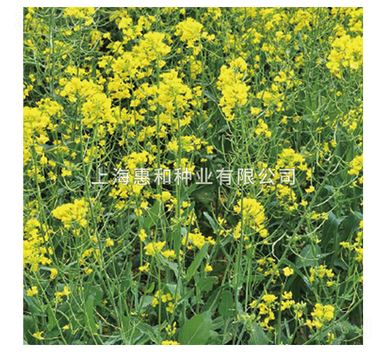 �G���Ͳ�-�Ͳ˷N��-�ݺͷN�I(y��)