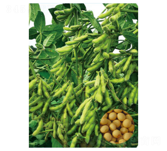 �����F�S29-�󶹷N��-���S�N�I(y��)