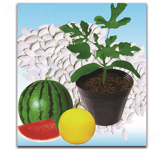 �p���̖-��ľ�N��-�p�ǷN�I(y��)