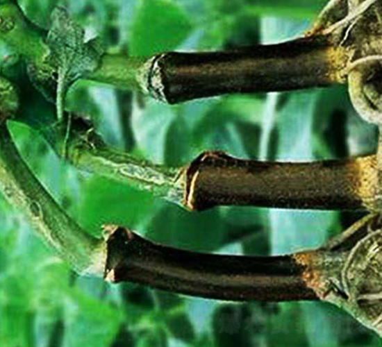 �p����̖(h��o)-��ľ�N��-�p�ǷN�I(y��)