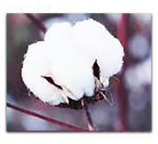 ���һ̖(h��o)-�޻��N��-�(y��u)�r(n��ng)�I(y��)