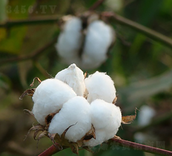 ���s��15̖(h��o)-�޻��N��-�к̷N�I(y��)