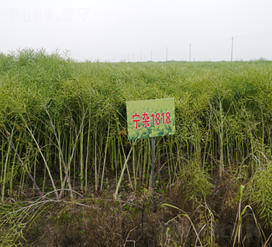 ���s1818-�Ͳ˷N��-�к̷N�I(y��)