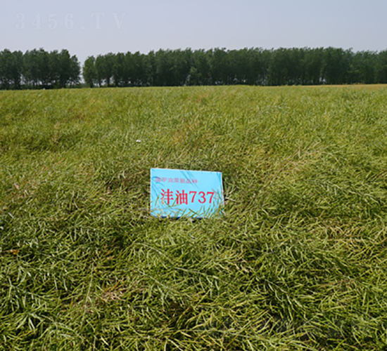 ����737-�Ͳ˷N��-�к̷N�I(y��)