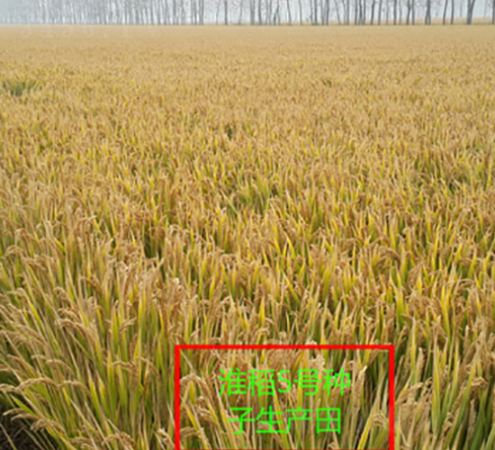 ����5̖(h��o)-ˮ���N��-�к̷N�I(y��)