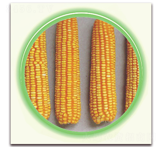 �K��10̖-���׷N��-�к̷N�I(y��)