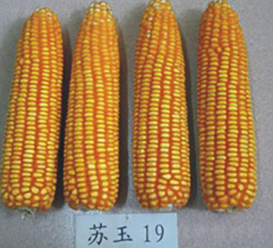 �K��19̖(h��o)-���׷N��-�к̷N�I(y��)