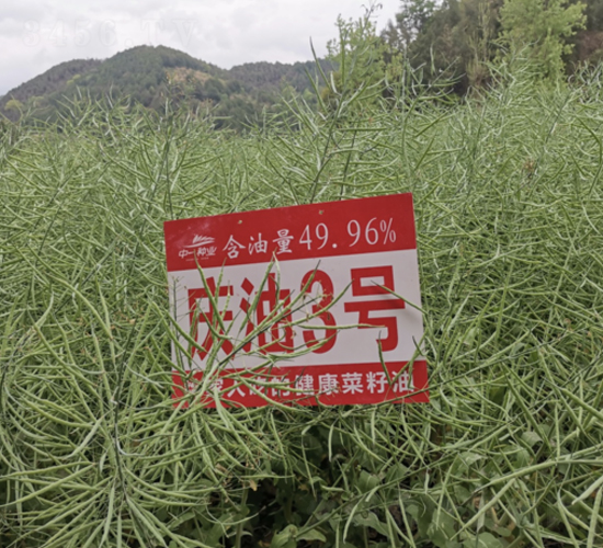 �c��3̖(h��o)-�Ͳ˷N��-��һ�N�I(y��)