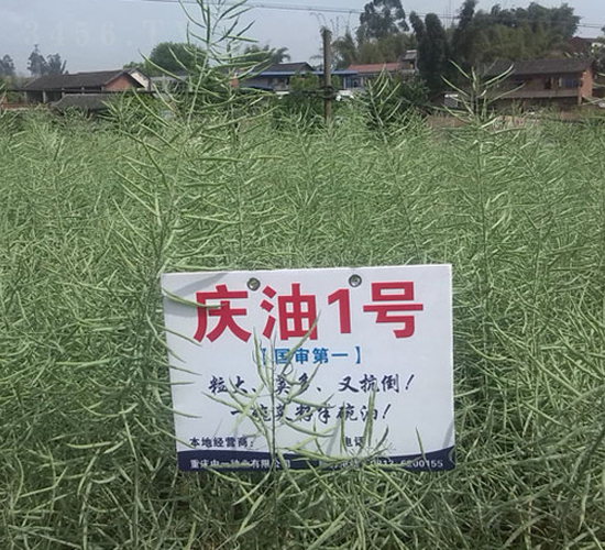 �c��1̖-�Ͳ˷N��-��һ�N�I(y��)