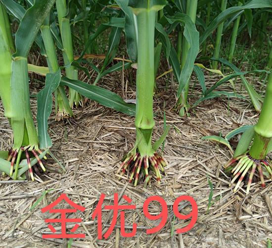 ����(y��u)99���׸�ϵ