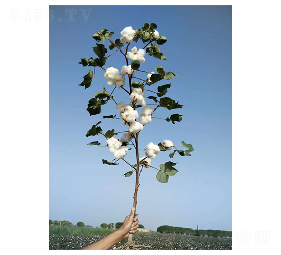 �����42-�޻��N��-�����r(n��ng)�I(y��)