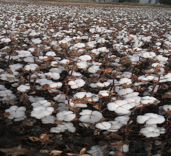 �����66̖(h��o)-�޻��N��-�����r(n��ng)�I(y��)