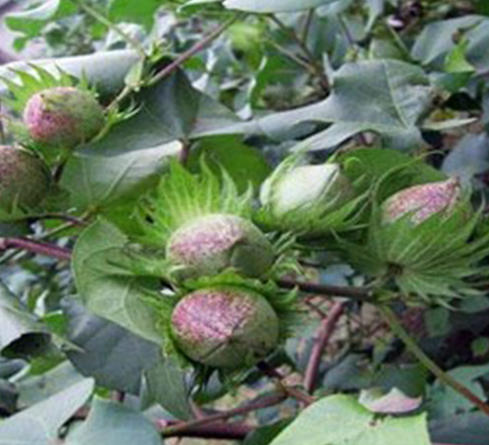 �A��2̖(h��o)-�޻��N��-�����r(n��ng)�I(y��)