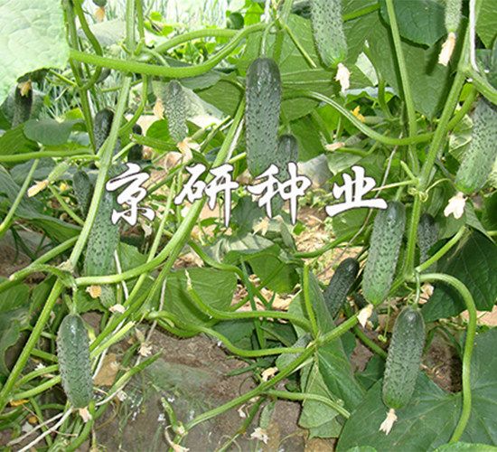 ������n�S��1592-�S�ϷN��-����