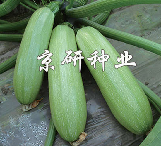 ����CRV1-�����J�N��-����