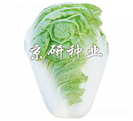 ����19-�ײ˷N��-����