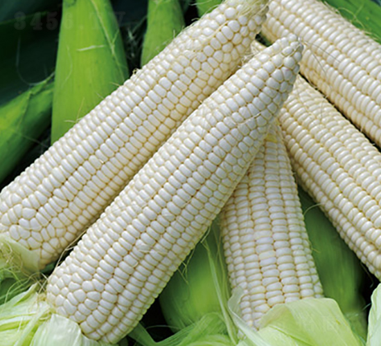 ��Ŵ692G-Ŵ���׷N��-���r(n��ng)��