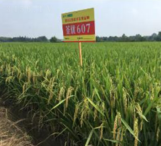 ����(y��u)607-ˮ���N��-�߿ƷN�I(y��)