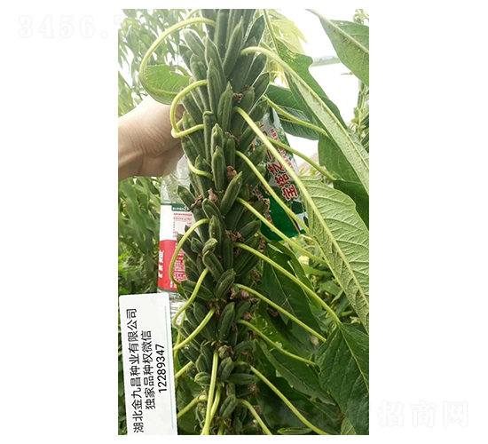 ����֥һ̖֥��N��Ʒ�Nչʾ