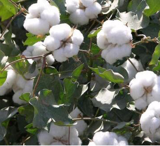 ���S��67̖�������67̖��-�޻��N��-���S�r�I(y��)