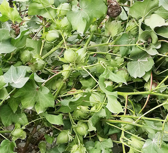 ���S��55̖(h��o)�������55��-�޻��N��-���S�r(n��ng)�I(y��)