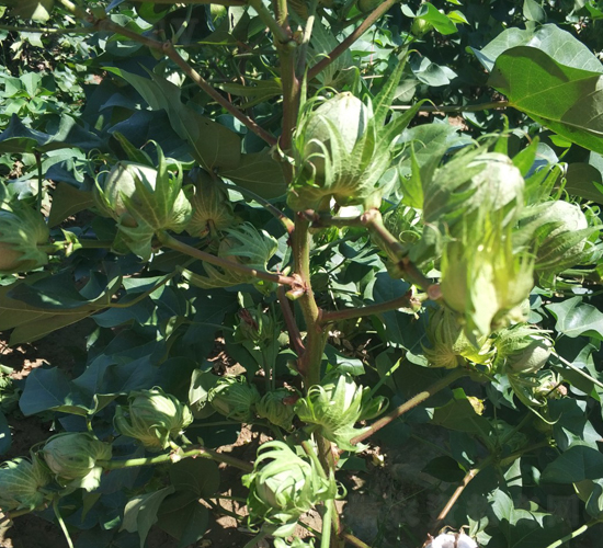 ʡ����2̖(h��o)-�޻��N��-���S�r(n��ng)�I(y��)