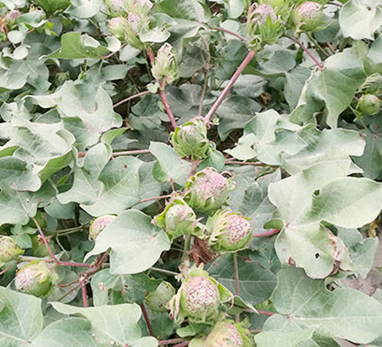 ���s��20̖(h��o)-�޻��N��-���S�r(n��ng)�I(y��)