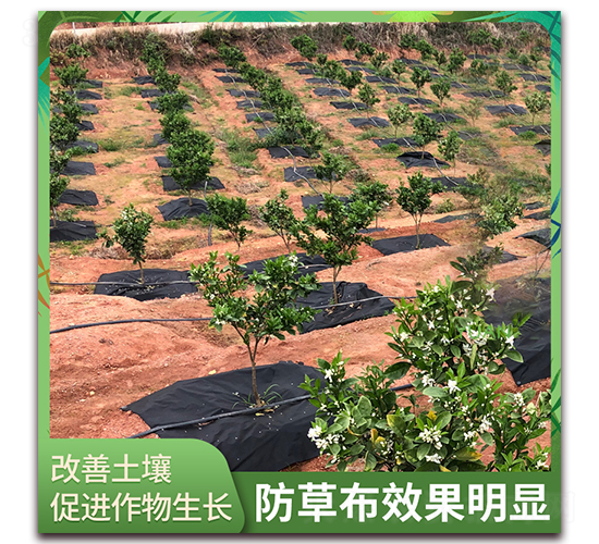 �@�Sһ̖-���ݲ�Ч�����@