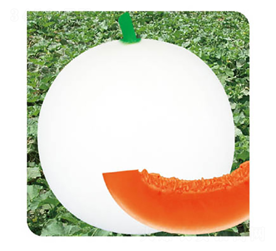 �����-��ϷN��-�߶˷N�I(y��)