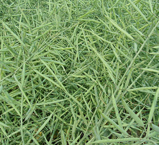 �؃�(y��u)11̖(h��o)-�Ͳ˷N��-�н��N�I(y��)