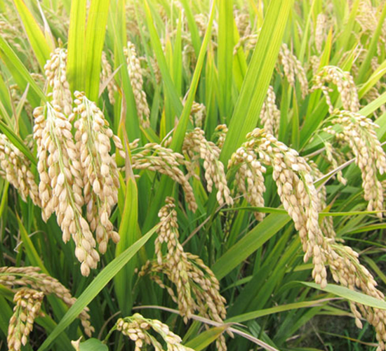 ���\(y��n)��23̖-�����N��-�н��N�I(y��)