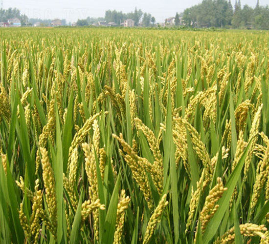 ���\��27̖-�����N��-�н��N�I(y��)