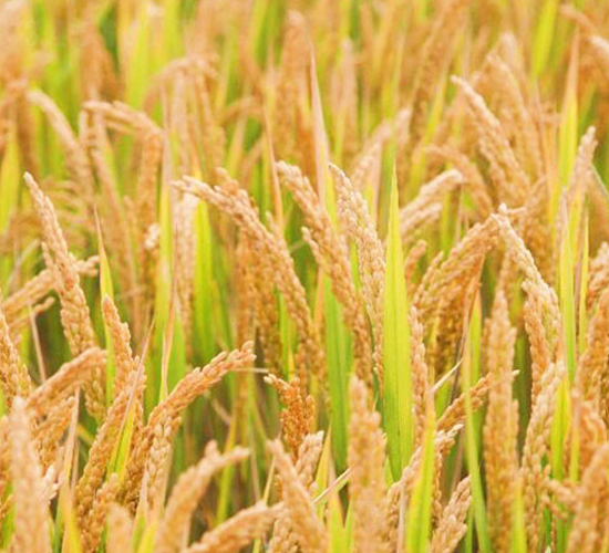 ���\(y��n)��21̖(h��o)-�����N��-�н��N�I(y��)