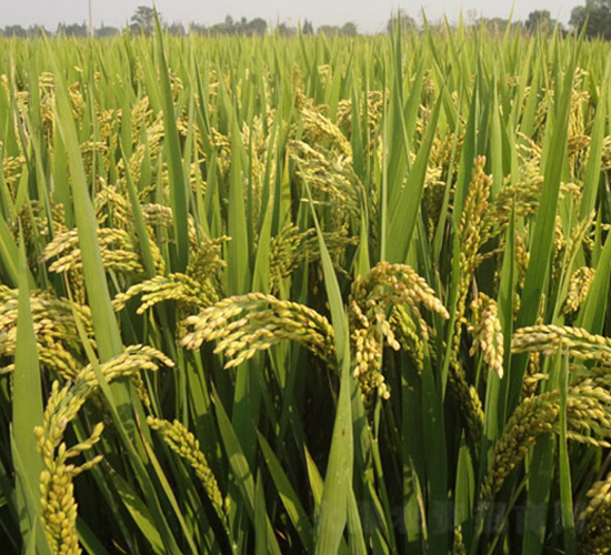 ���r(n��ng)��8̖-�����N��-�н��N�I(y��)