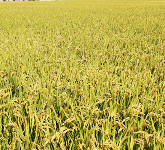 �K�㾬100-�����N��-�н��N�I(y��)