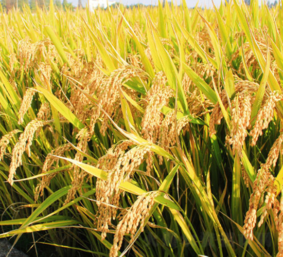 �(zh��n)Ŵ20̖(h��o)-�����N��-�н��N�I(y��)