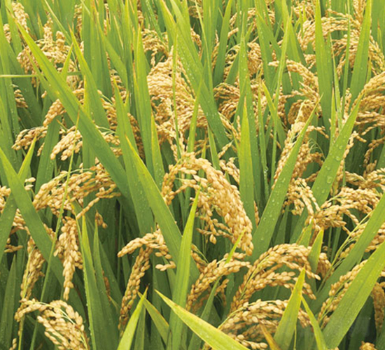 ����8̖(h��o)-�����N��-�н��N�I(y��)