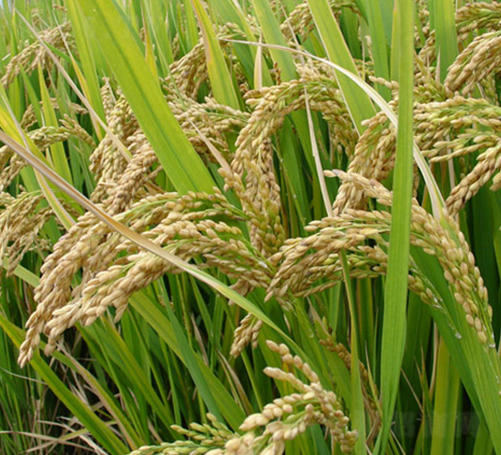 ����(y��u)4̖-�s�������N��-�н��N�I(y��)