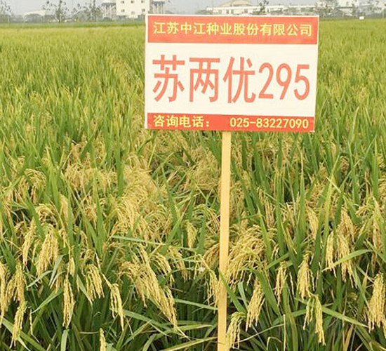 �K�Ƀ�(y��u)295-�s���i���N��-�н��N�I(y��)