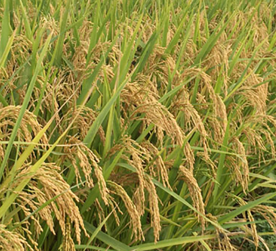 II��(y��u)728-�s���i���N��-�н��N�I(y��)