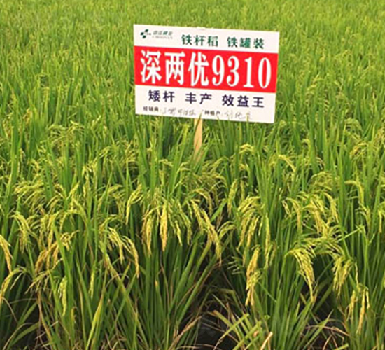 ��Ƀ�(y��u)9310-�s���i���N��-�н��N�I(y��)