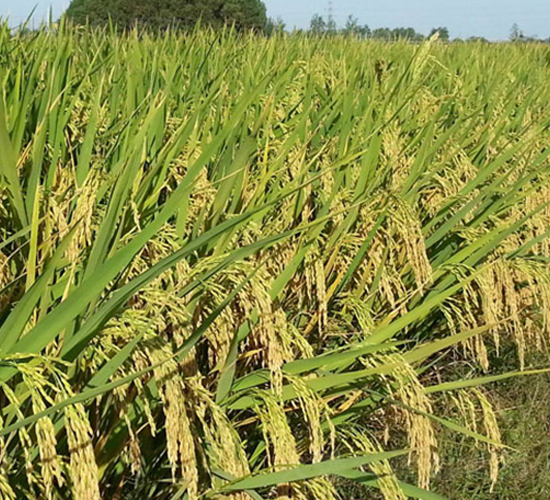 �}�Ƀ�(y��u)888-�s���i���N��-�н��N�I(y��)