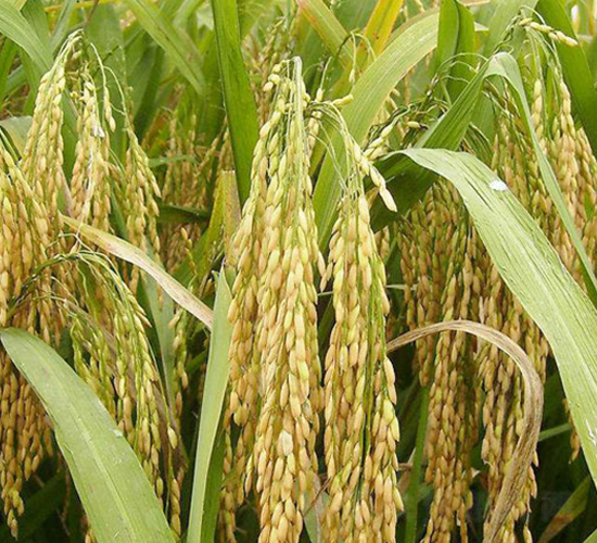 �f(xi��)��(y��u)728-�s���i���N��-�н��N�I(y��)