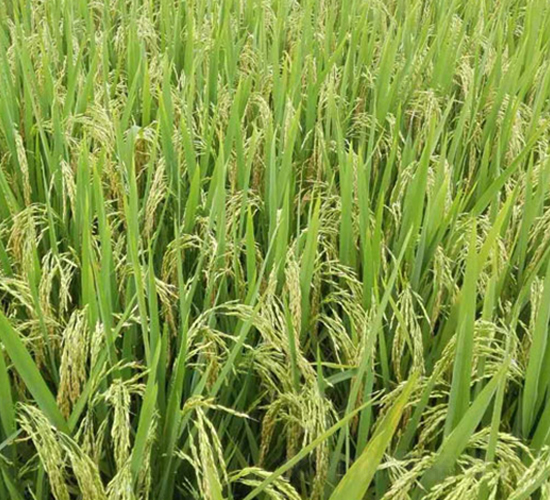 �Ƀ�(y��u)��895-�s���i���N��-�н��N�I(y��)