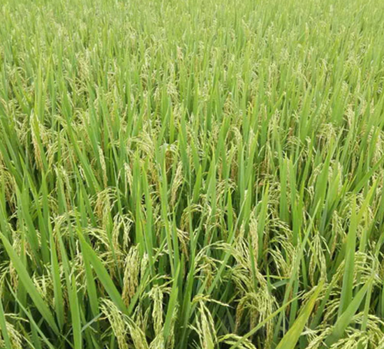 �僞(y��u)6217-�s���i���N��-�н��N�I(y��)