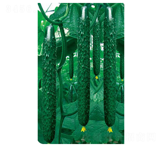 �����߮a(ch��n)��-�S�ϷN��-�߶˷N�I(y��)