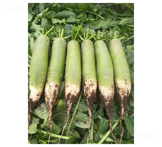 ����ˮ���}��-�}���N��-Ӣ���m��