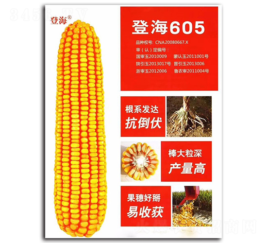 �Ǻ�605-���׷N��-�|���r(n��ng)�I(y��)