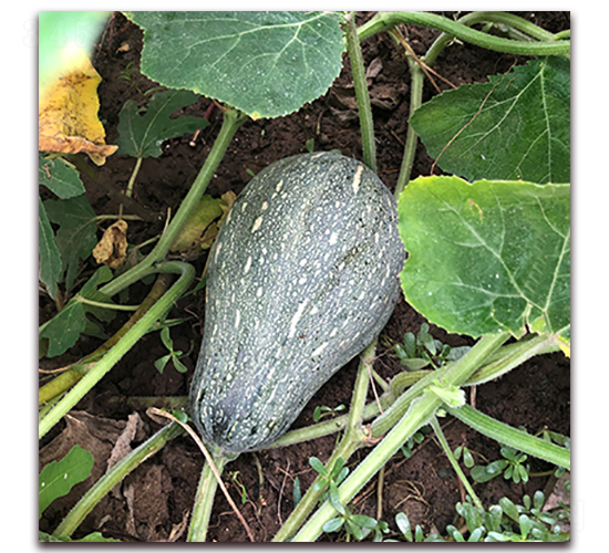 �ձ���ؔ(c��i)-�ϹϷN��-��ʢԪ