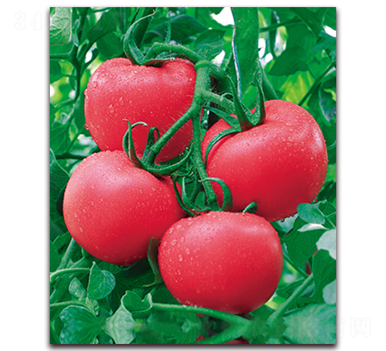 ���r(n��ng)��̖F1-�͟ᾫƷ�۹����ѷN��-���r(n��ng)���v